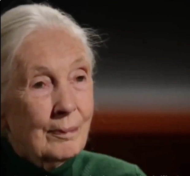 Jane Goodall Interview